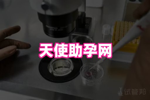 gfg孕网 4